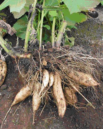 سیب زمینی شیرین وحشی